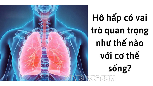 Hô hấp đóng vai trò quan trọng đối với cơ thể sống, thực vật trên Trái Đất