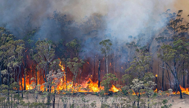 Môi trường bị tàn phá khiến nhiều hiện tượng tiêu cực xảy ra như cháy rừng