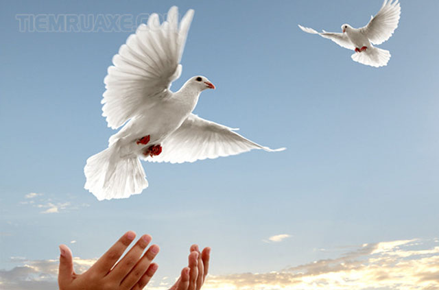 Khát vọng hòa bình là niềm khát khao về một cuộc sống hòa bình dành cho tất cả mọi người