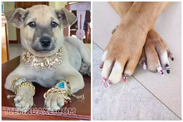 Chó nhà giàu được đeo vàng, làm nail